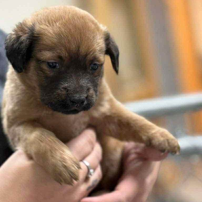 Enlarge CT Iris, a Adoptable mixed breed in Stormville, NY image 2/3