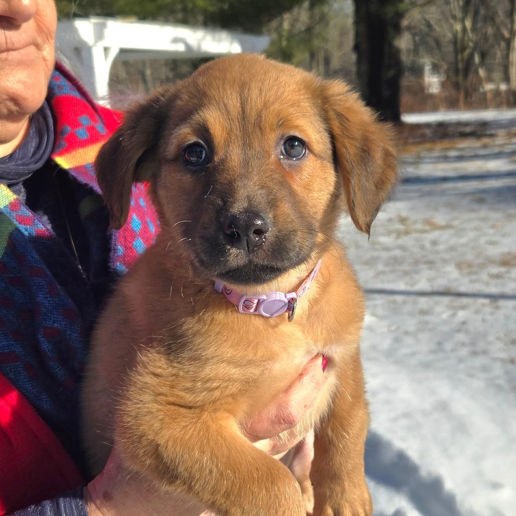 Enlarge CT Iris, a Adoptable mixed breed in Stormville, NY image 3/3