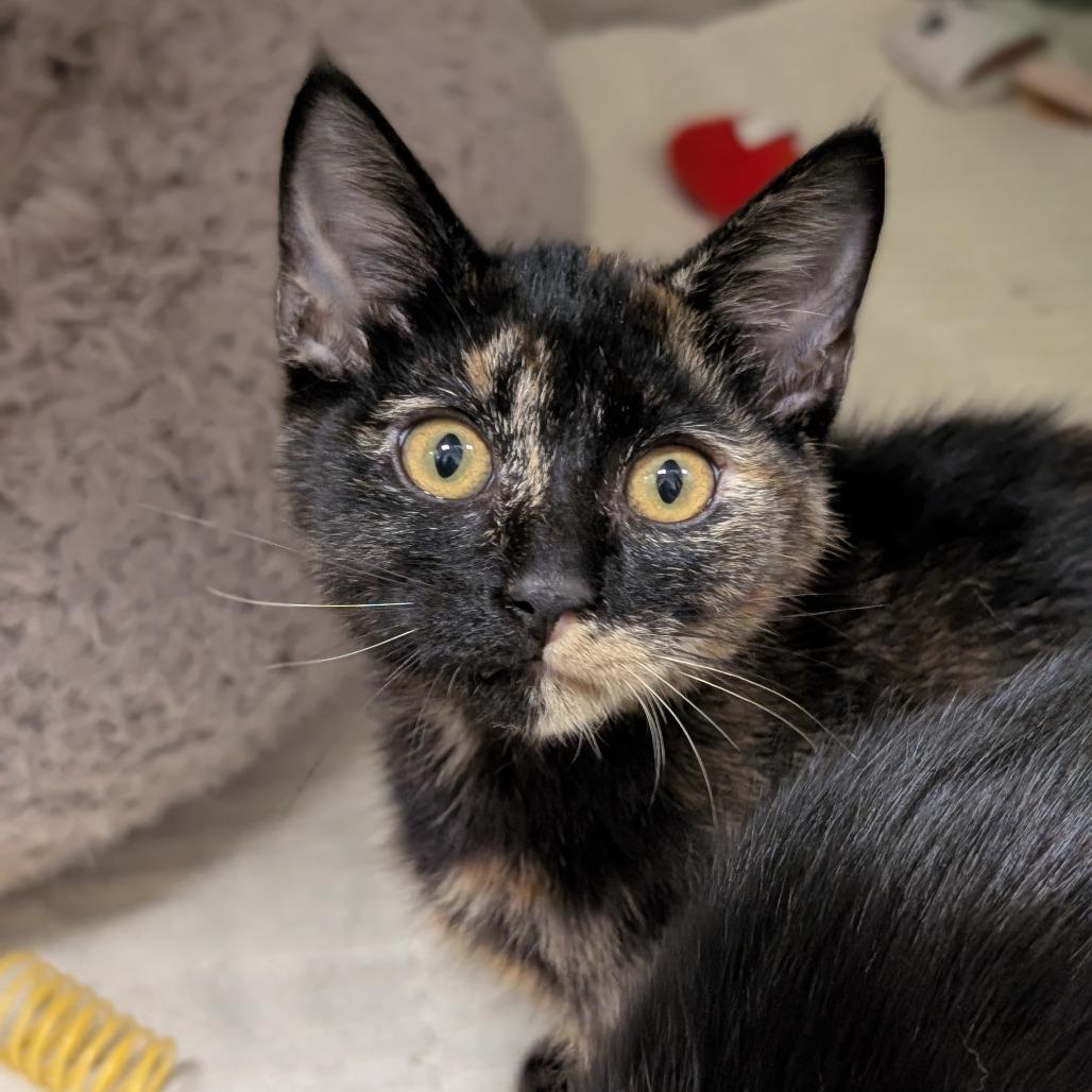 Grasshopper, Adoptable, Kitten Female Domestic Short Hair.