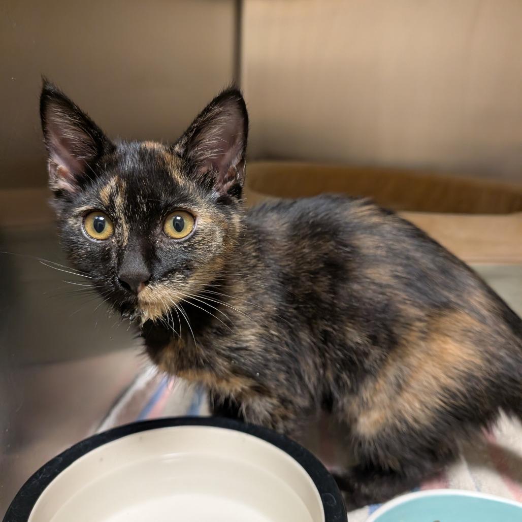 Grasshopper, a Adoptable Domestic Short Hair in Sonoma, CA image 1/4