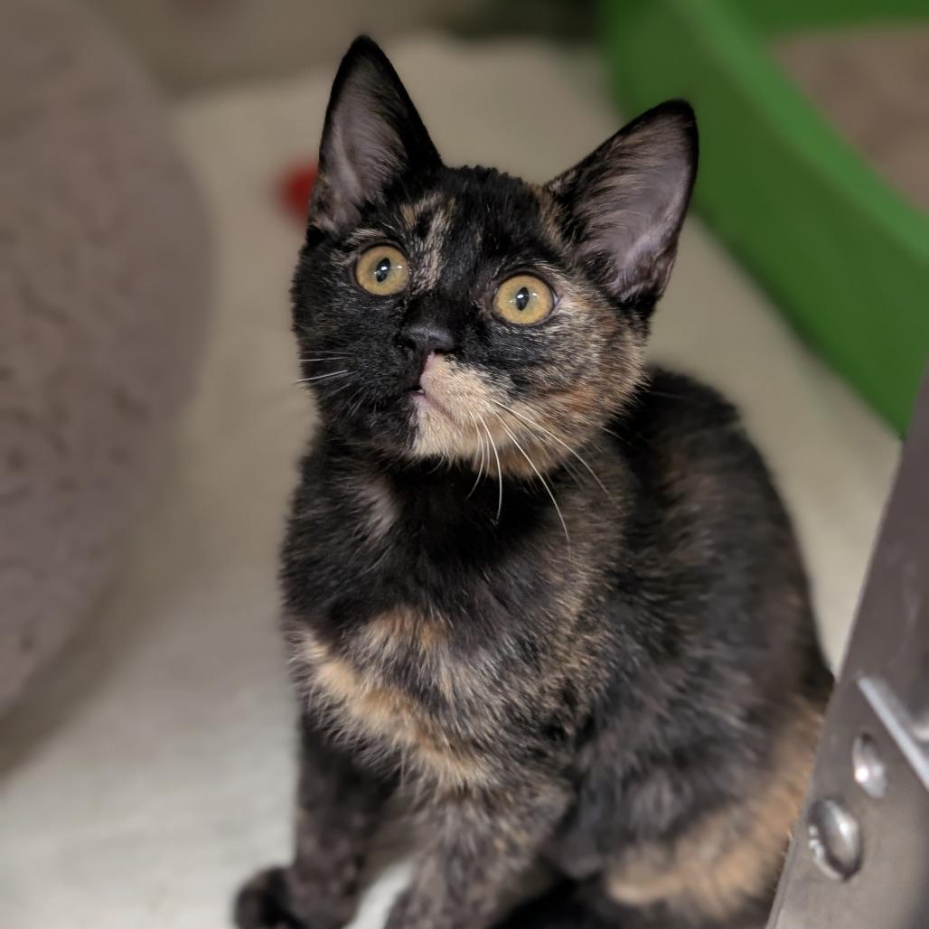 Grasshopper, a Adoptable Domestic Short Hair in Sonoma, CA image 2/4