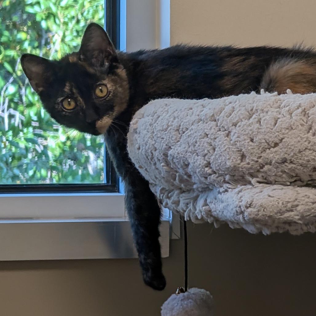 Grasshopper, a Adoptable Domestic Short Hair in Sonoma, CA image 4/4