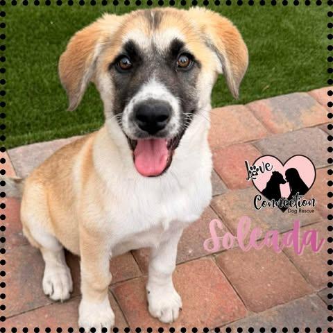 Enlarge Soleada, a ADOPTABLE mixed breed in Gilbert, AZ image 1/1