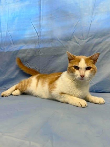 Cass, Adoptable, Adult Male Domestic Short Hair & Domestic Short Hair.