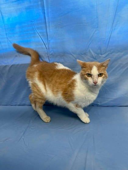 Enlarge Cass, a Adoptable mixed breed in McCook, NE image 2/3