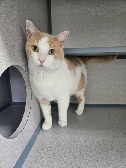 Enlarge Cass, a Adoptable mixed breed in McCook, NE image 3/3
