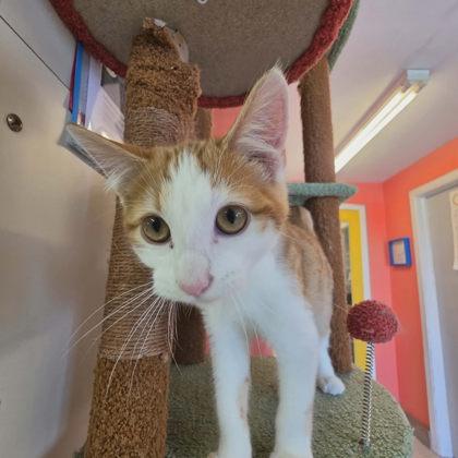 Axle, Adoptable, Kitten Male Domestic Short Hair & Domestic Short Hair.