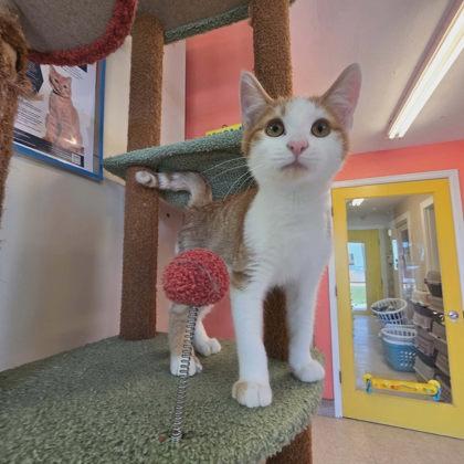 Axle, a Adoptable mixed breed in Scottsbluff, NE image 2/3