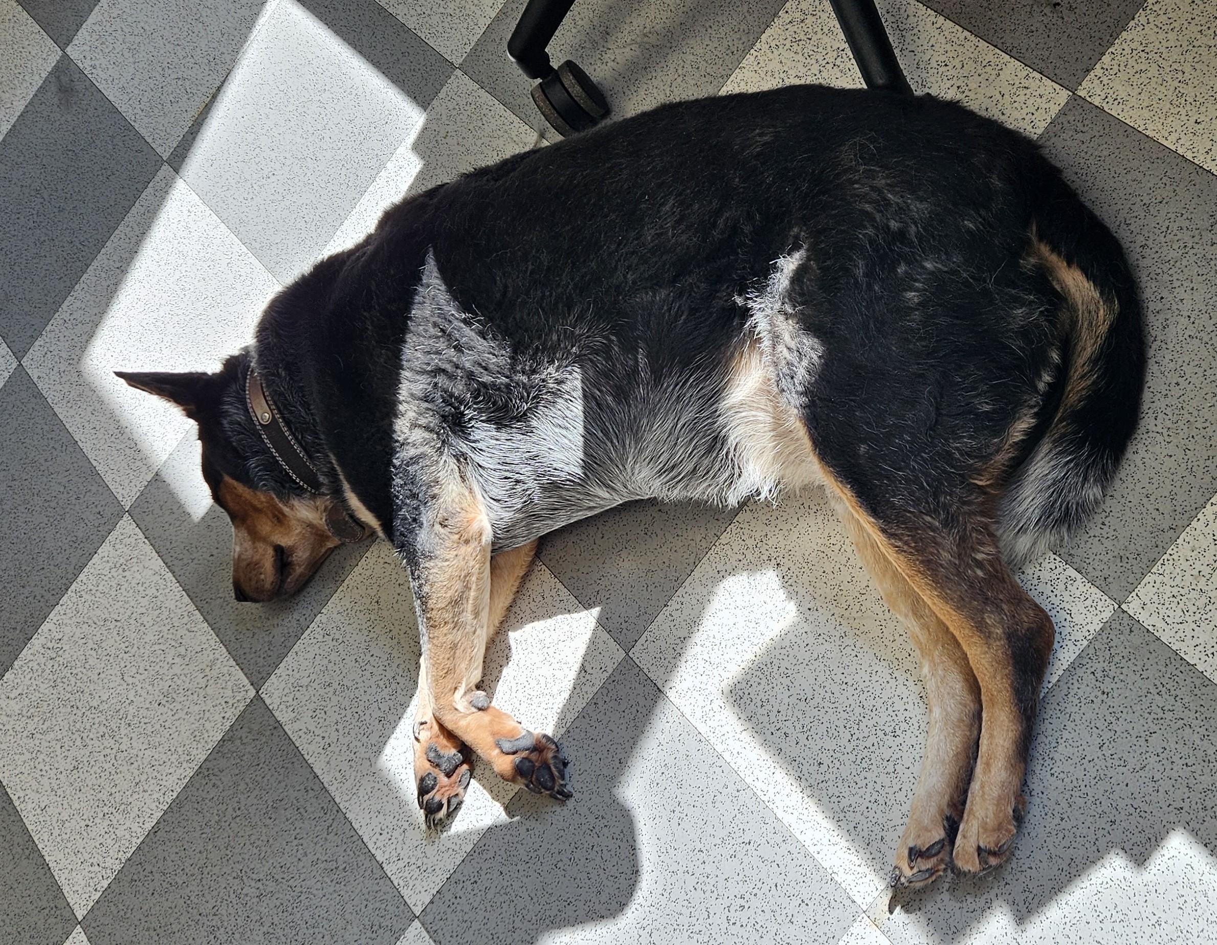 Kate, a ADOPTABLE Australian Cattle Dog / Blue Heeler in Benton Harbor, MI image 3/3