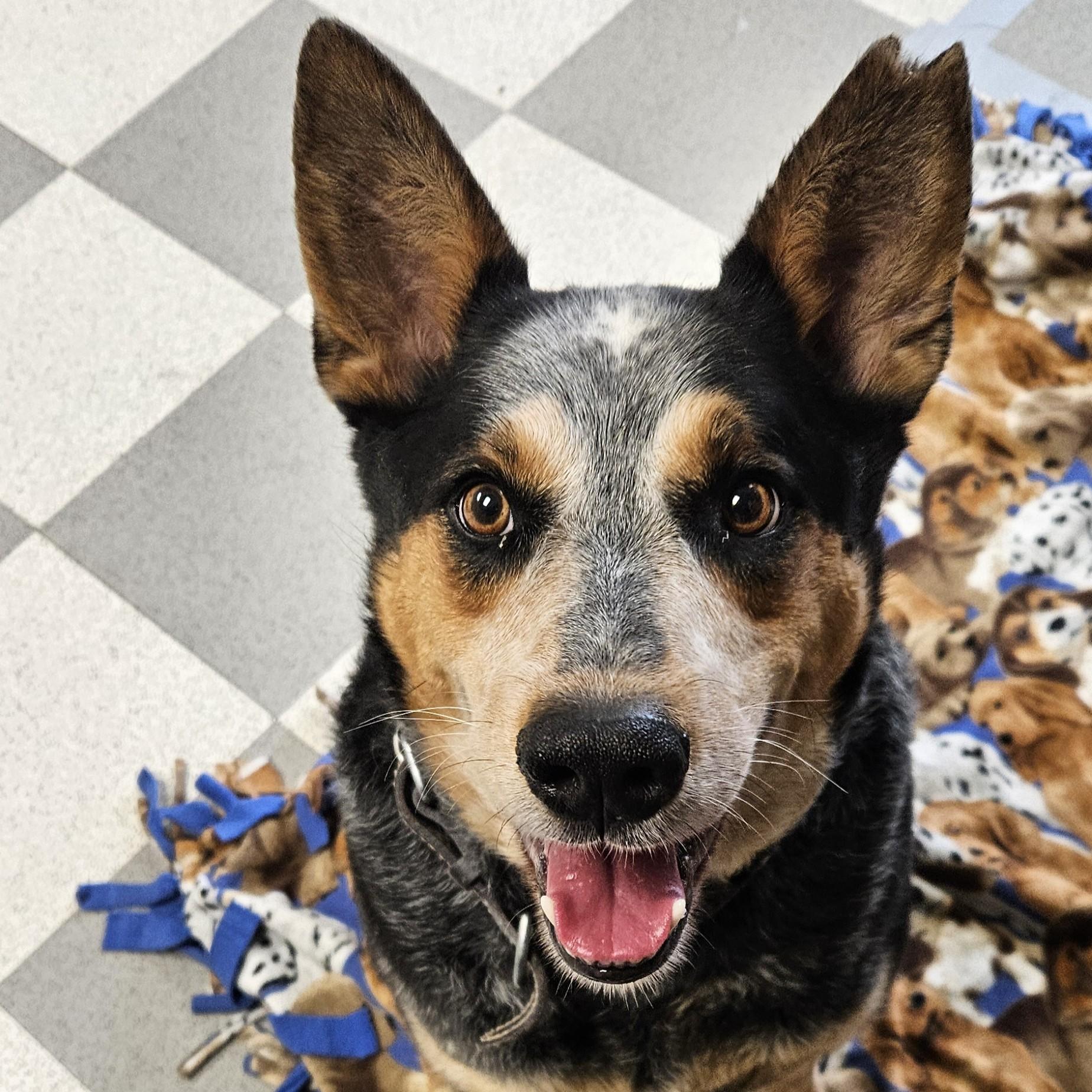 Kate, a ADOPTABLE Australian Cattle Dog / Blue Heeler in Benton Harbor, MI image 2/3
