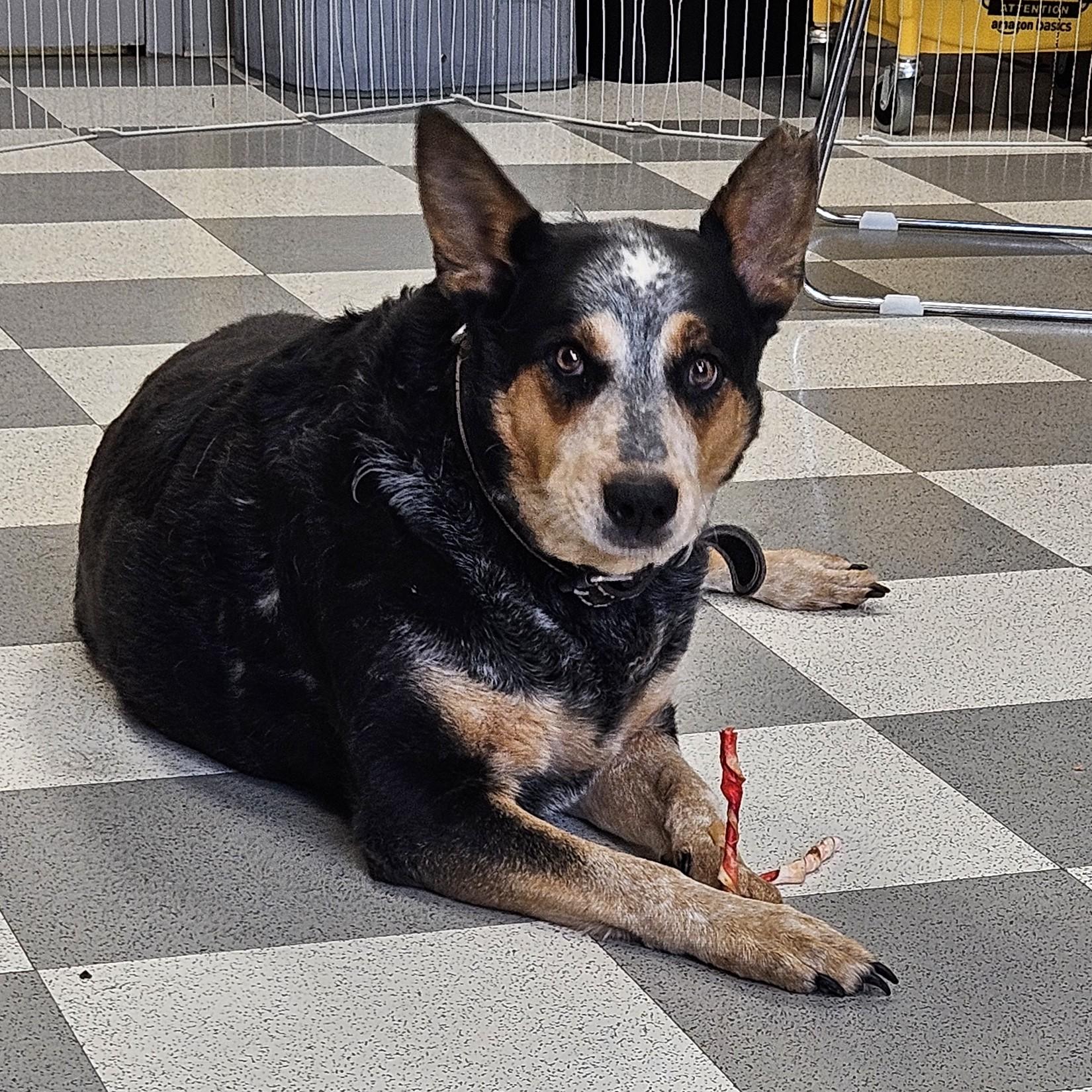 Kate, ADOPTABLE, Senior Female Australian Cattle Dog / Blue Heeler.