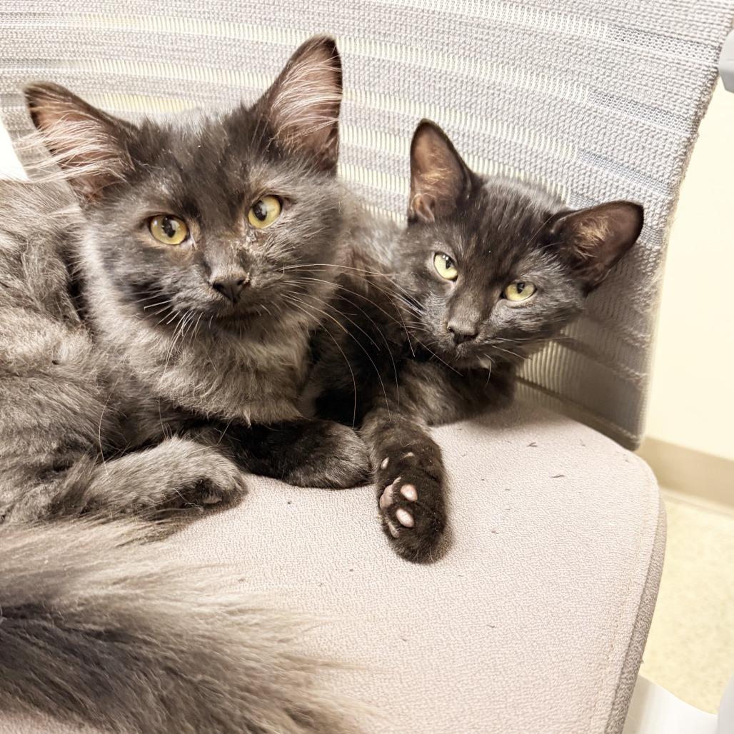 Gannon, Adoptable, Kitten Male Domestic Medium Hair.