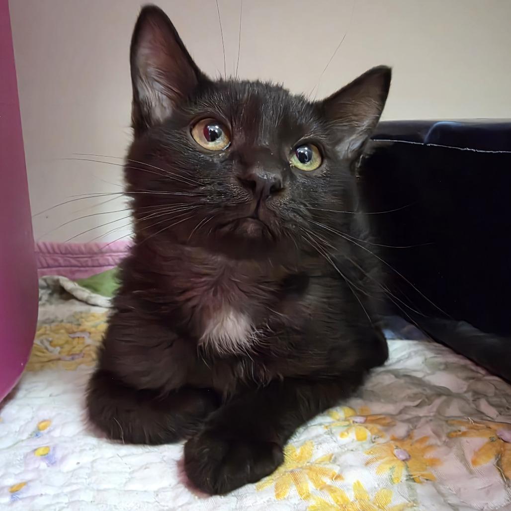 Enlarge Gannon, a Adoptable Domestic Medium Hair in Oshkosh, WI image 2/5