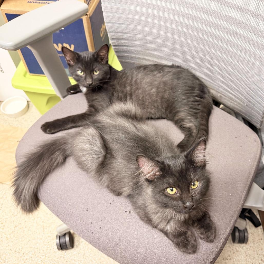 Enlarge Gannon, a Adoptable Domestic Medium Hair in Oshkosh, WI image 3/5