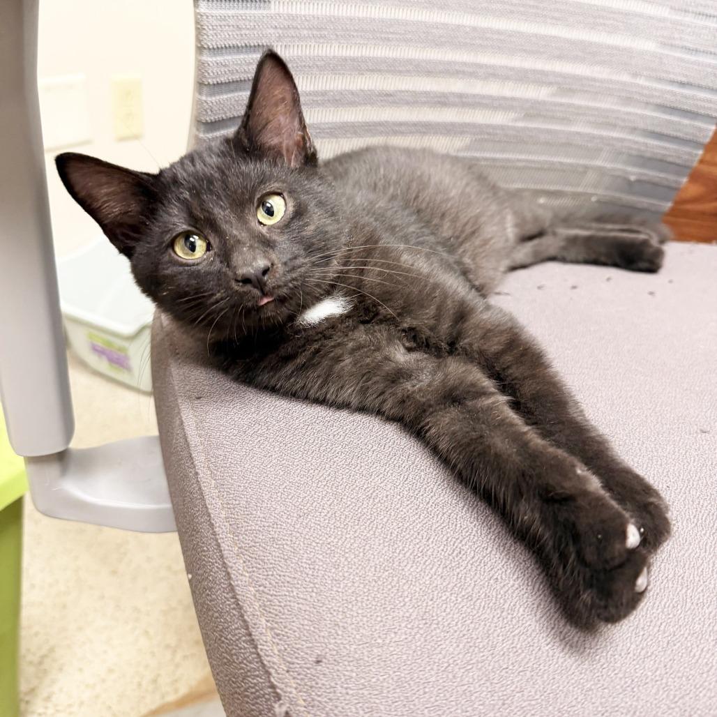 Enlarge Gannon, a Adoptable Domestic Medium Hair in Oshkosh, WI image 4/5