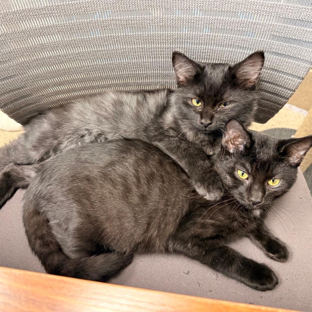 Enlarge Gannon, a Adoptable Domestic Medium Hair in Oshkosh, WI image 5/5