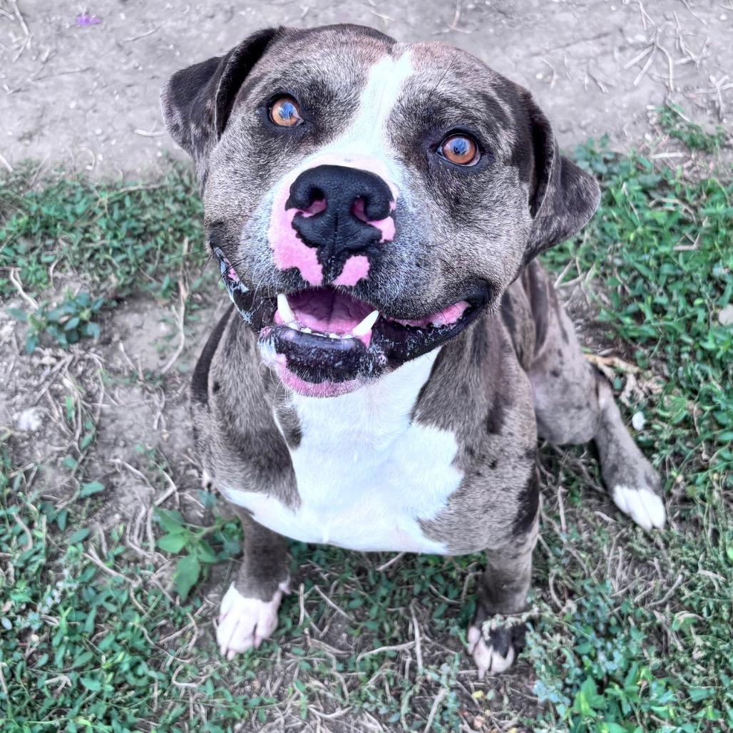 Leo, Adoptable, Puppy Male Mixed Breed & Catahoula Leopard Dog.
