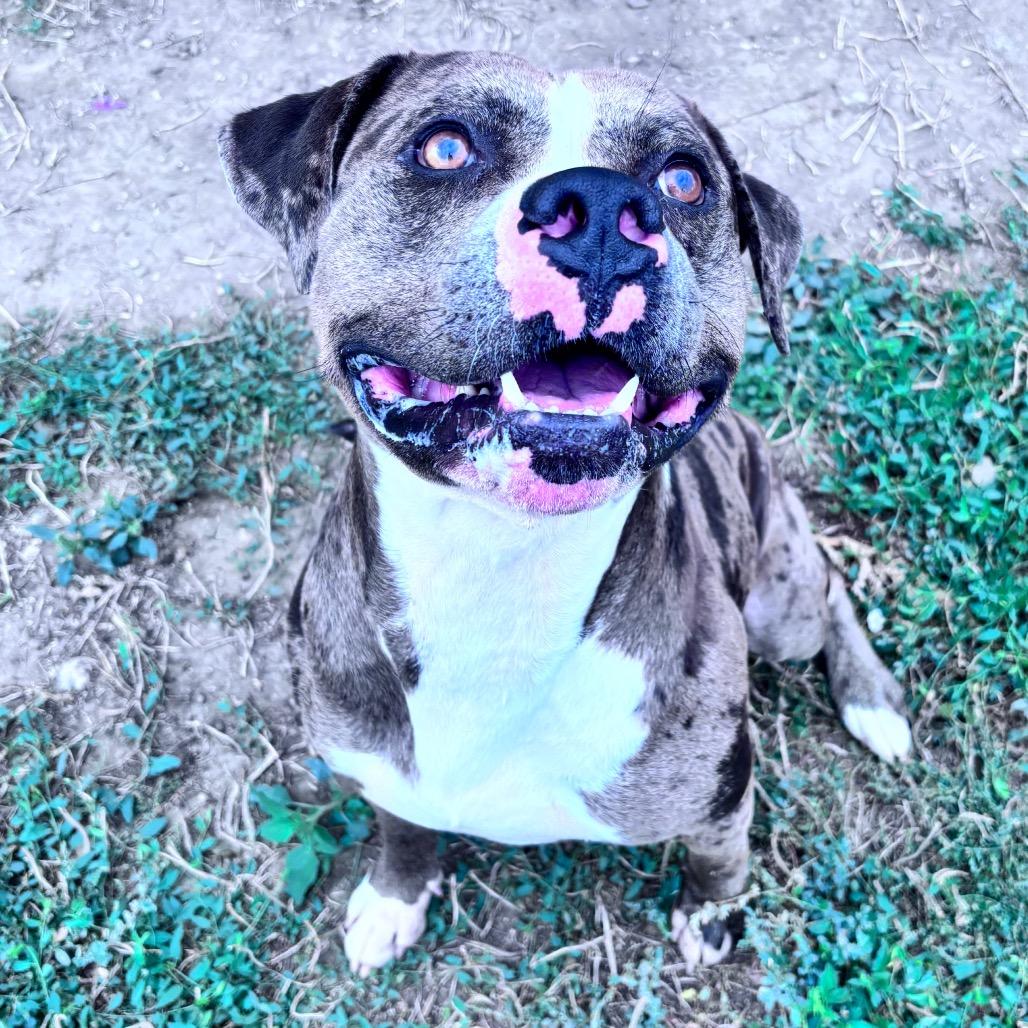 Enlarge Leo, a Adoptable mixed breed in Bismarck, ND image 2/6