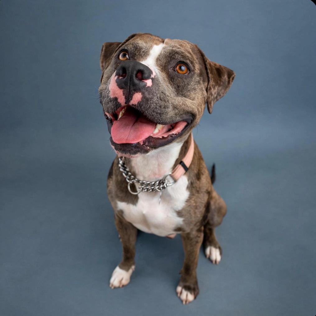 Enlarge Leo, a Adoptable mixed breed in Bismarck, ND image 3/6
