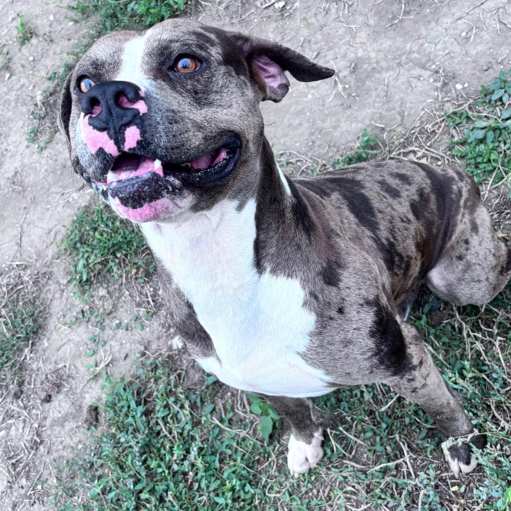 Enlarge Leo, a Adoptable mixed breed in Bismarck, ND image 4/6