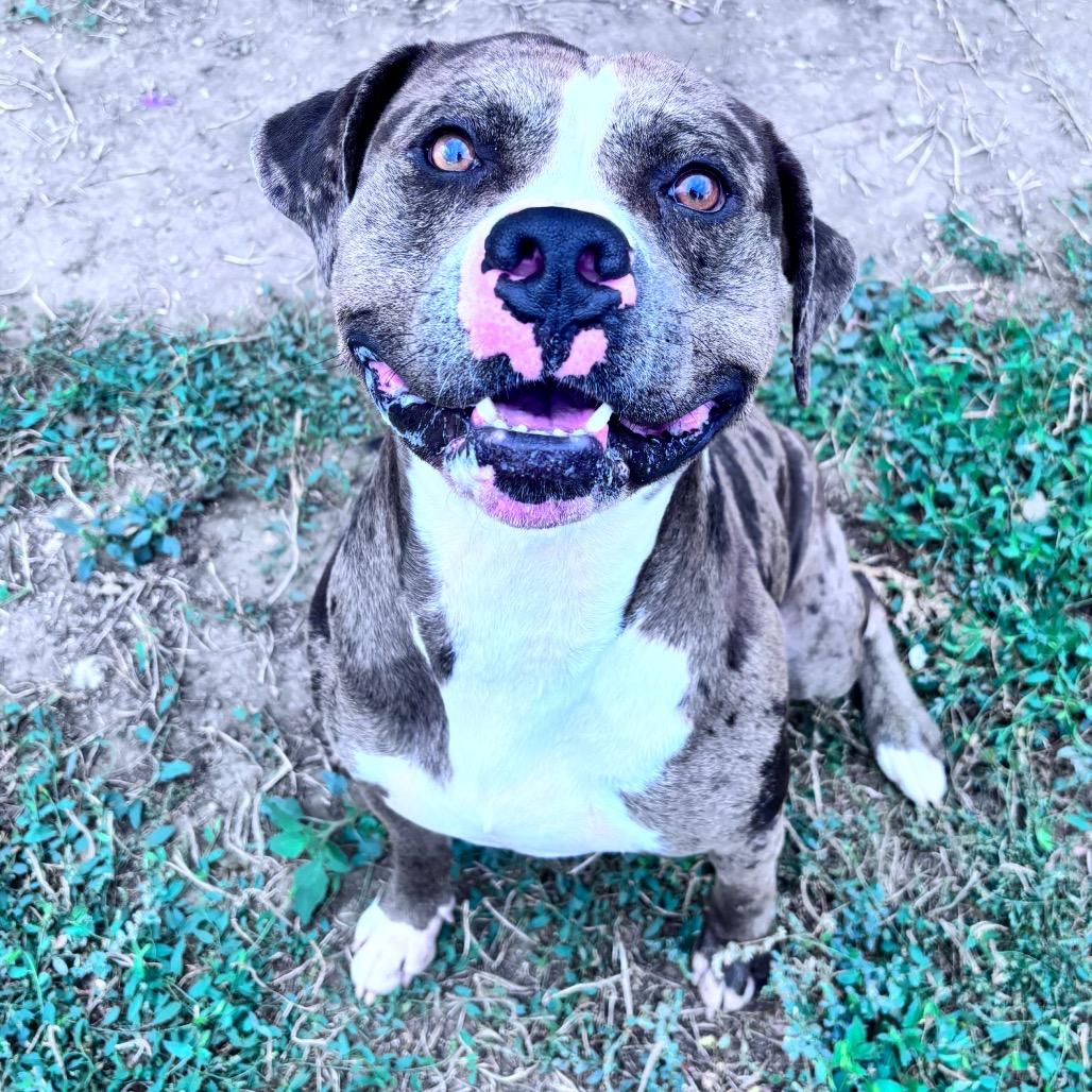 Enlarge Leo, a Adoptable mixed breed in Bismarck, ND image 5/6