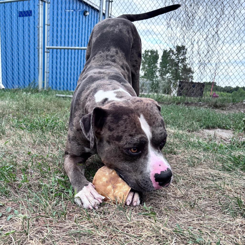 Enlarge Leo, a Adoptable mixed breed in Bismarck, ND image 6/6
