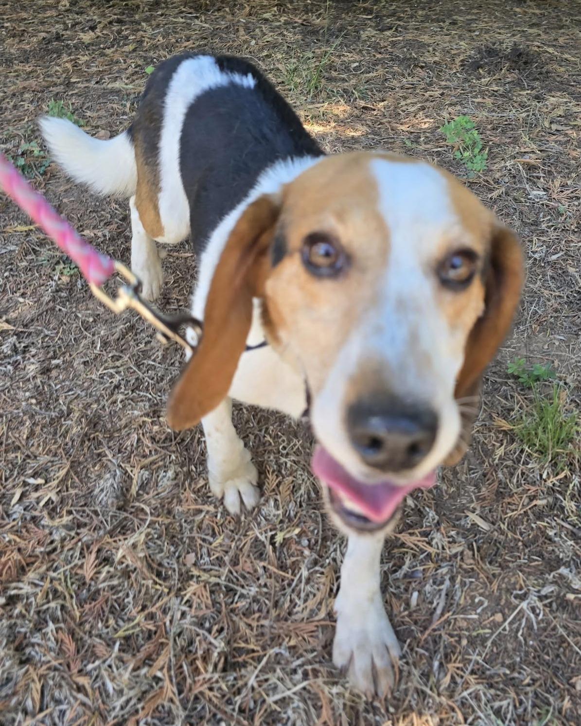 Enlarge Elmer, a ADOPTABLE Beagle in Lexington, MA image 1/1