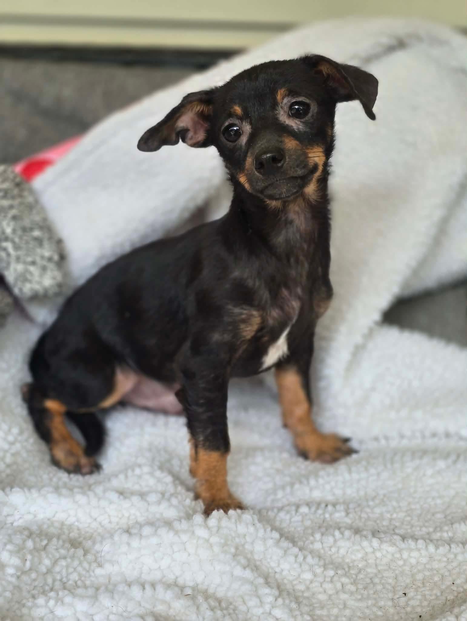 Tugsy, adopted, Puppy Male Chihuahua.