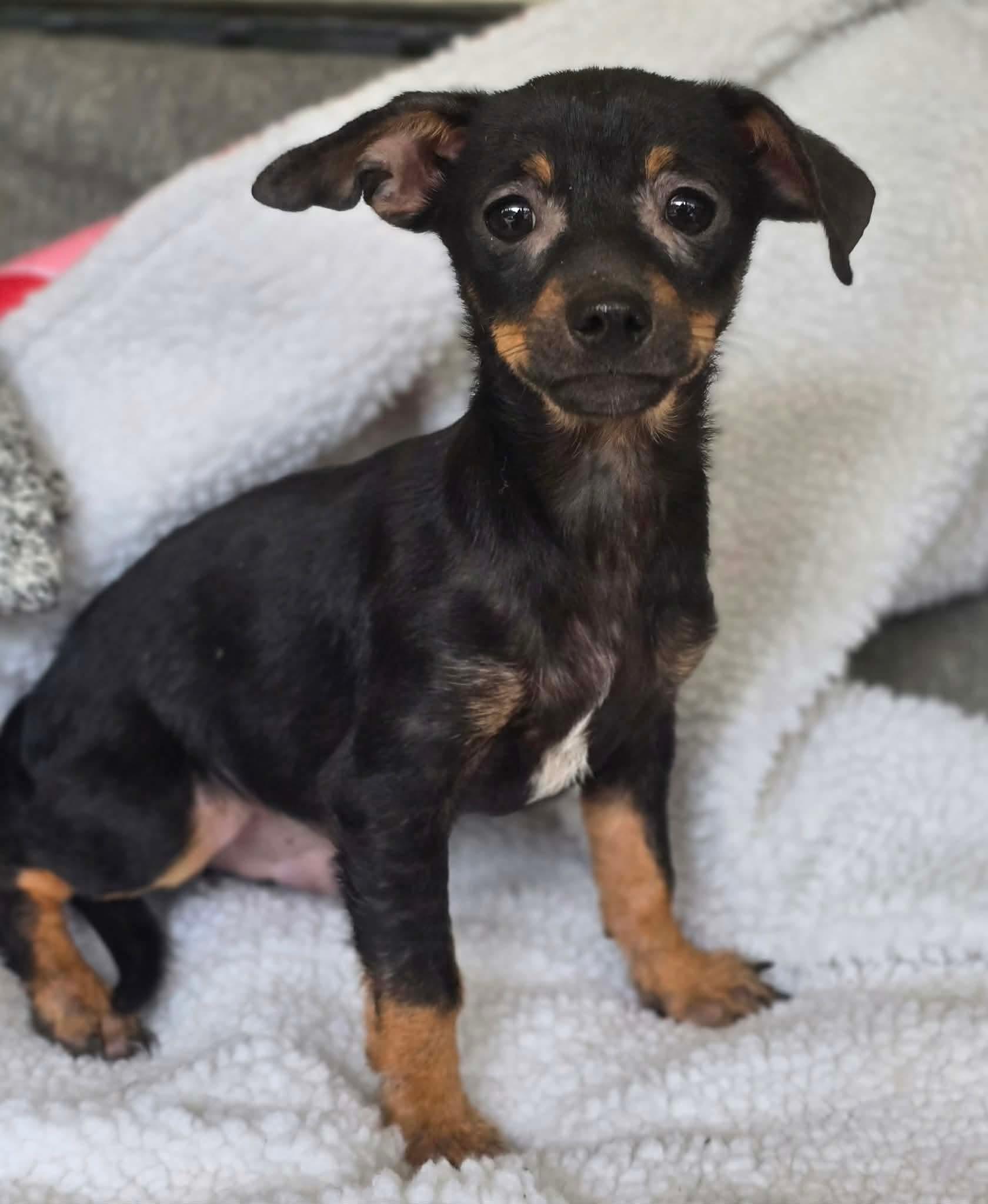 Tugsy, an adopted mixed breed in Milton, FL image 2/2