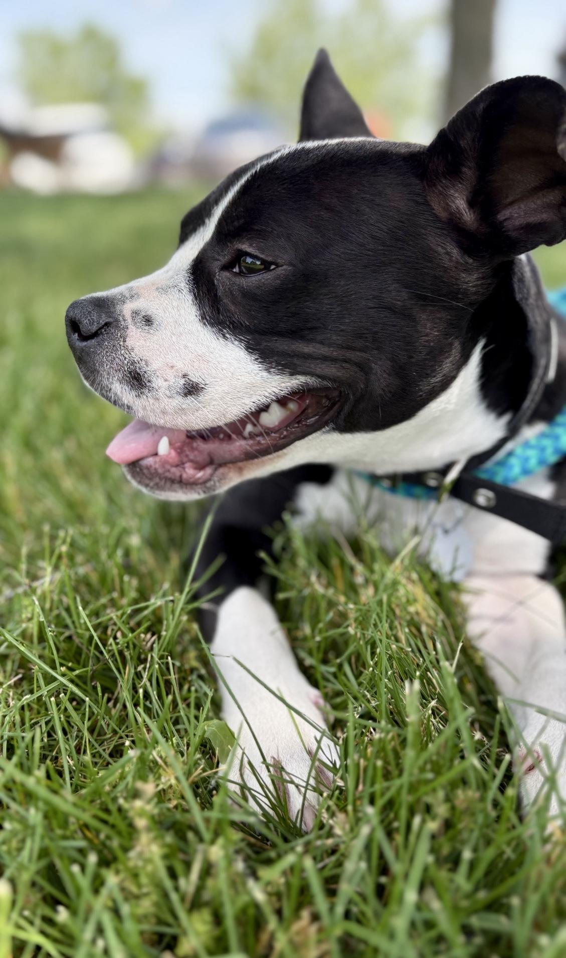 Enlarge Blanche, an adopted mixed breed in Oxford, MI image 3/6