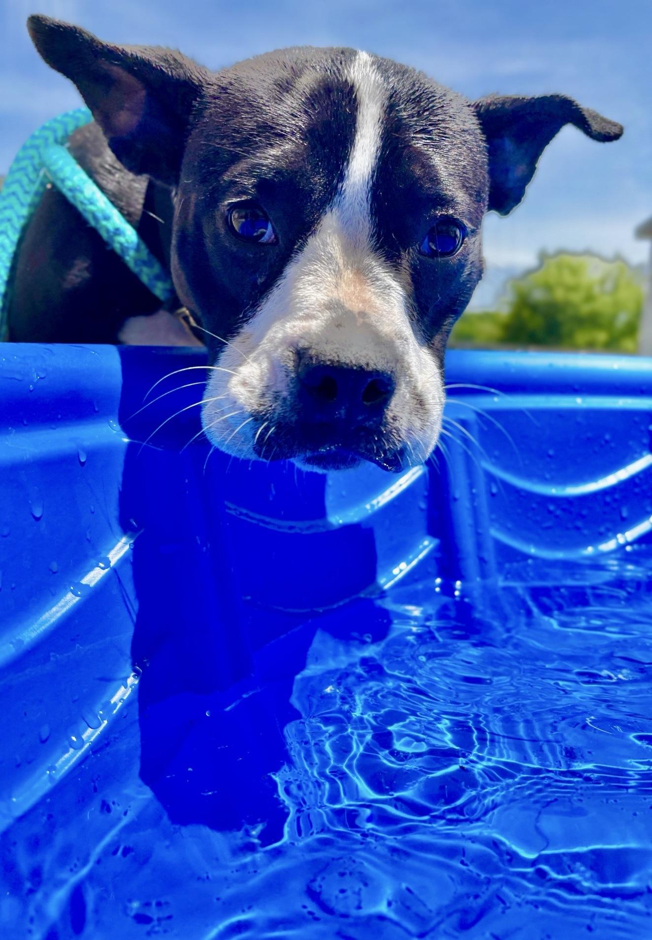 Enlarge Blanche, an adopted mixed breed in Oxford, MI image 2/6