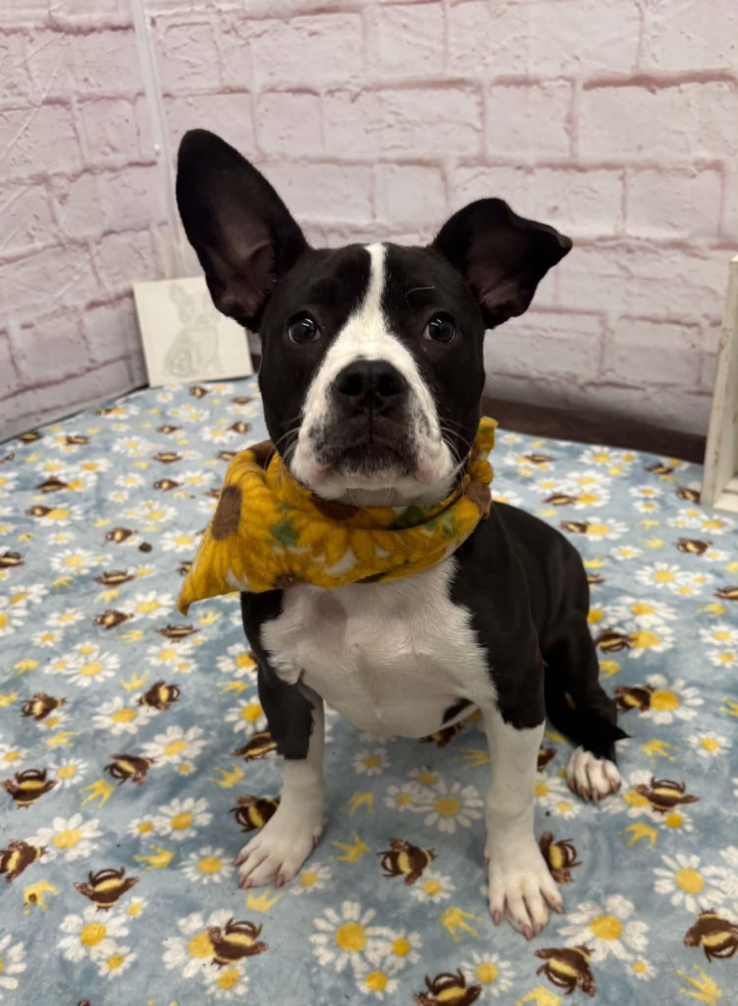 Enlarge Blanche, an adopted mixed breed in Oxford, MI image 4/6