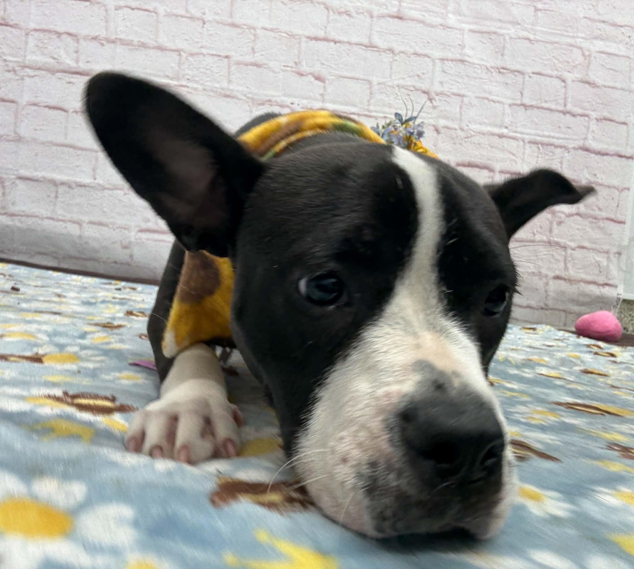 Enlarge Blanche, an adopted mixed breed in Oxford, MI image 6/6