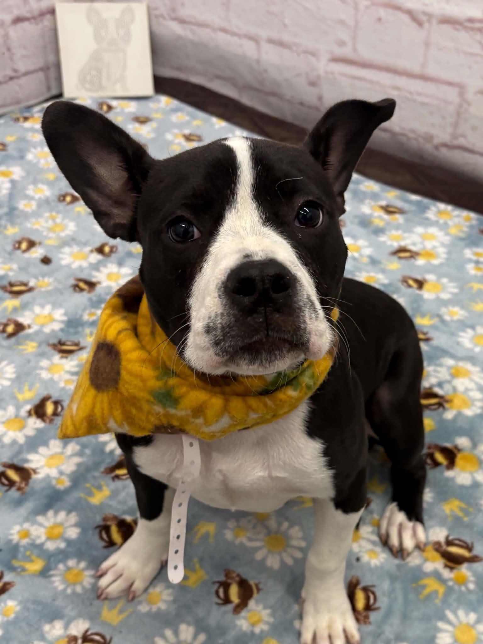 Blanche, adopted, Puppy Female Boston Terrier & Mixed Breed.