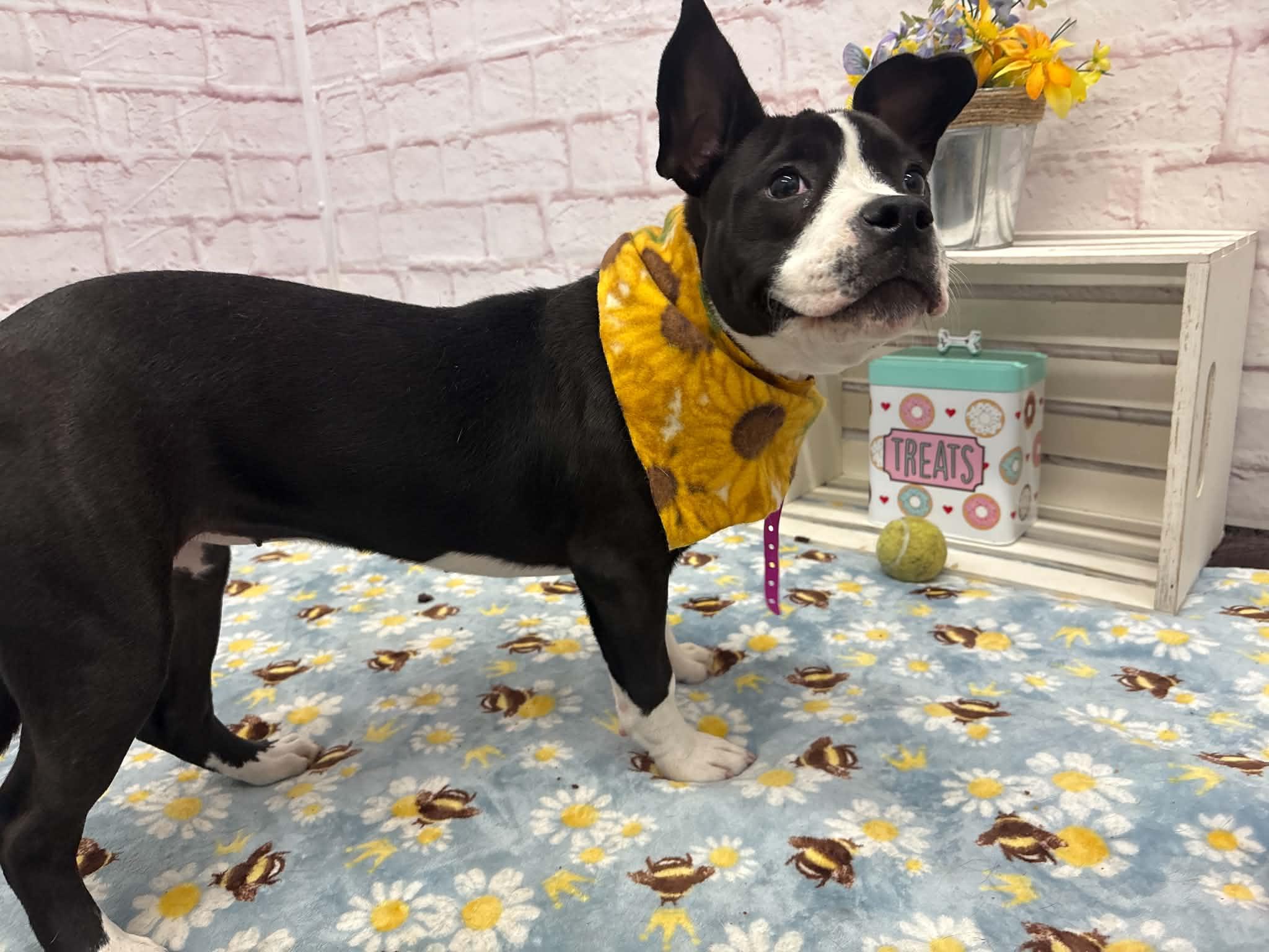 Enlarge Blanche, an adopted mixed breed in Oxford, MI image 5/6