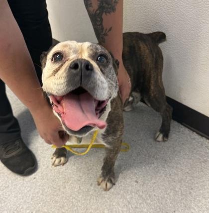 Grits, ADOPTABLE, Adult Female English Bulldog.