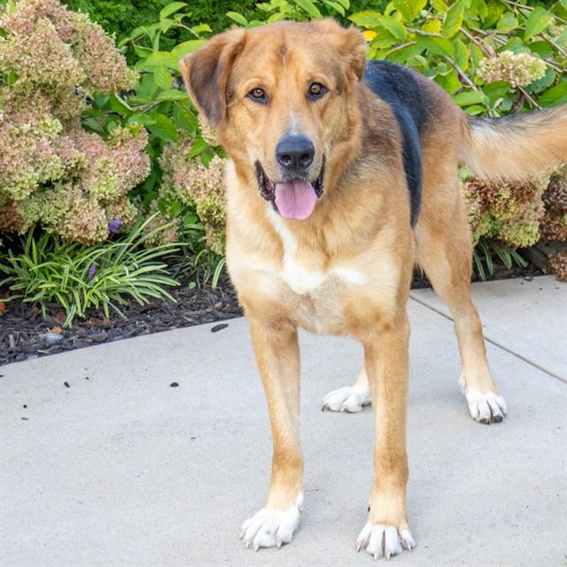RAPHAEL, Adoptable, Adult Male German Shepherd Dog & Great Pyrenees.