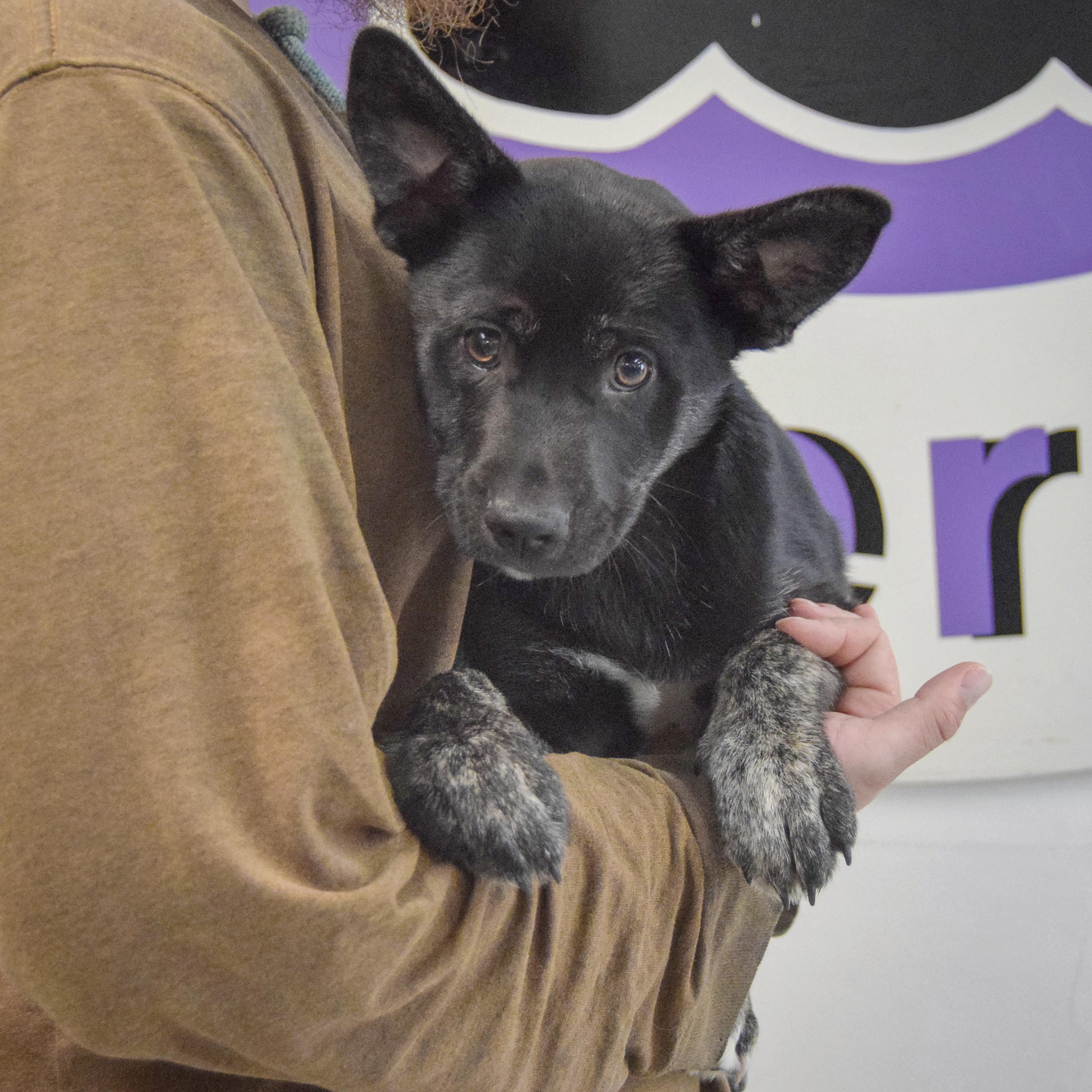 Enlarge Alpine, an adopted mixed breed in Huntley, IL image 3/6