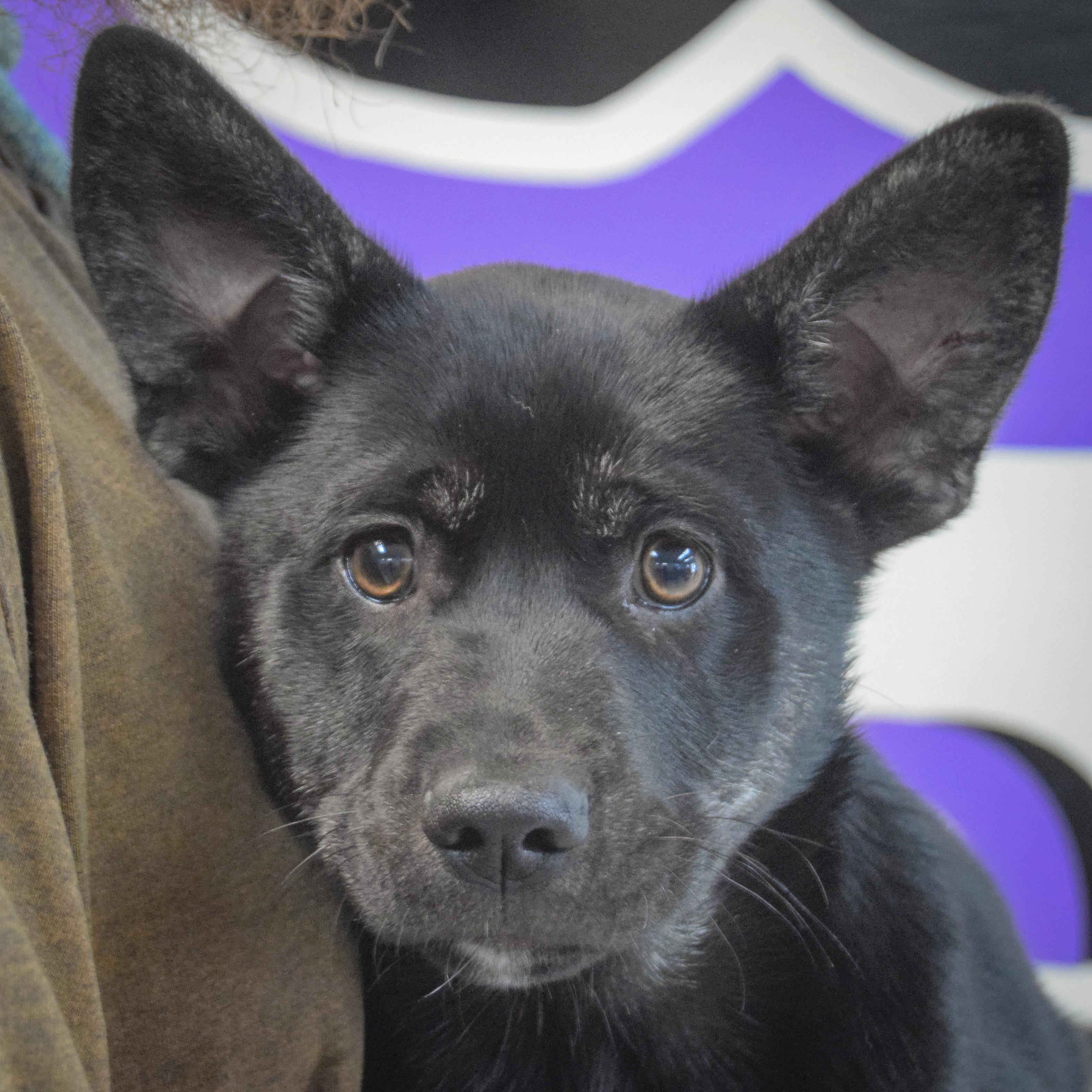 Enlarge Alpine, an adopted mixed breed in Huntley, IL image 6/6