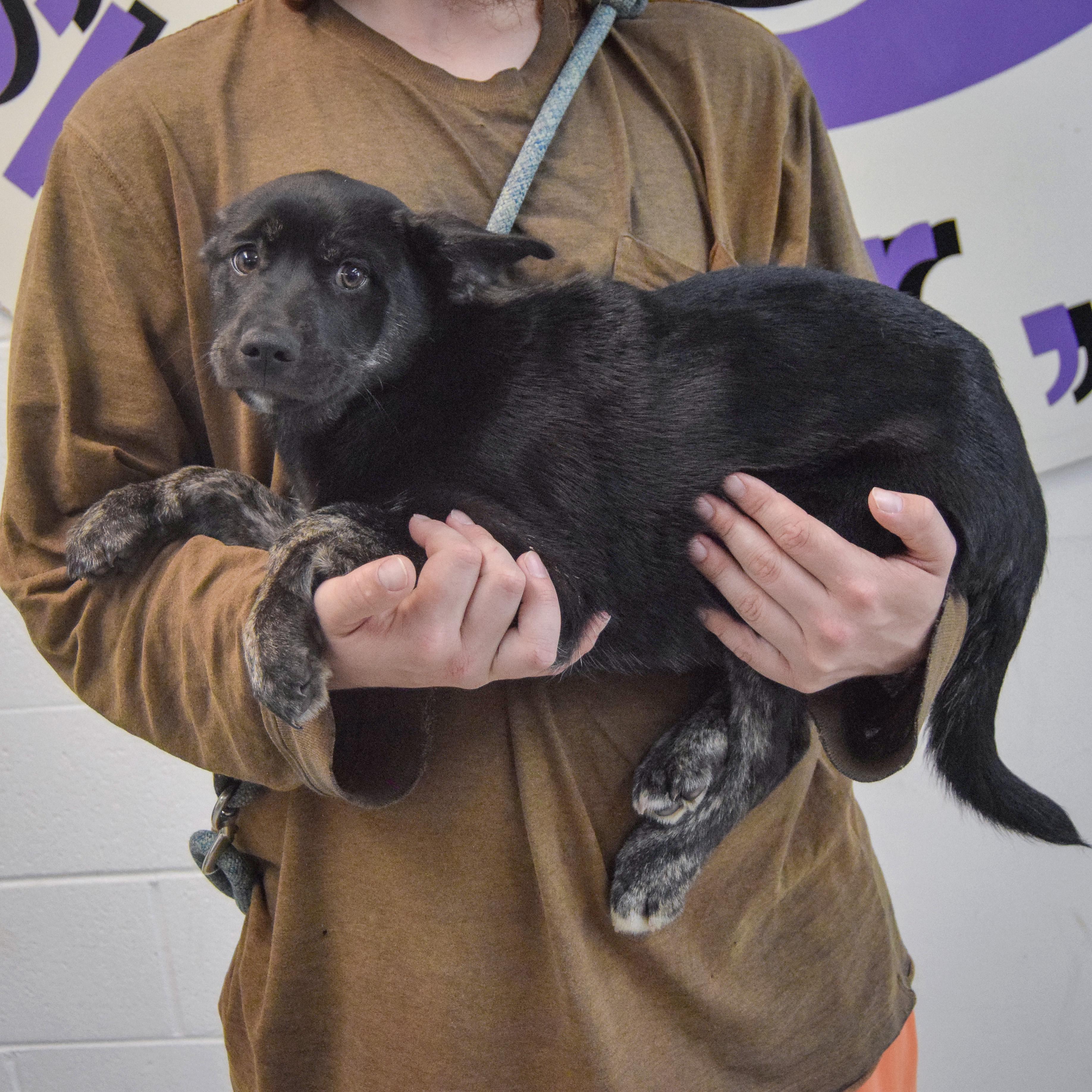 Enlarge Alpine, an adopted mixed breed in Huntley, IL image 2/6