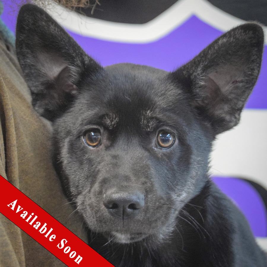 Alpine, adopted, Puppy Male German Shepherd Dog & Border Collie.