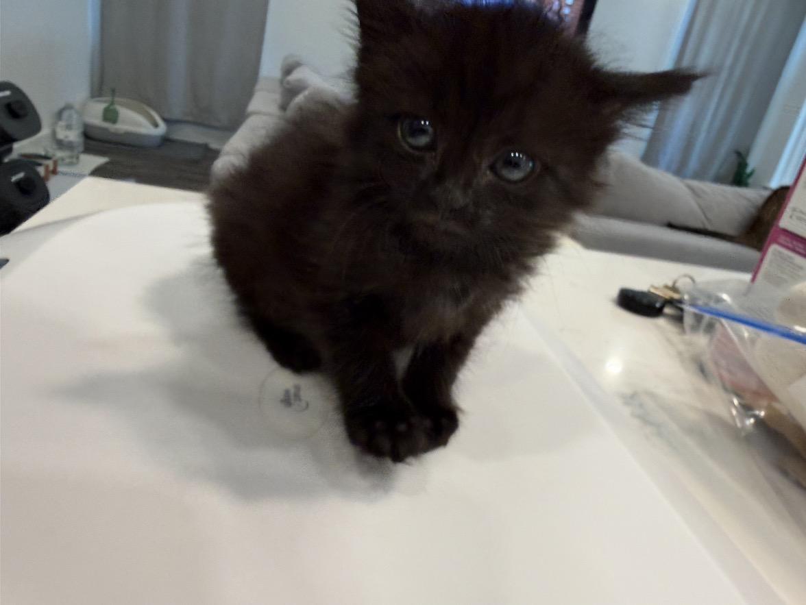Enlarge Bayou, an adopted Domestic Medium Hair in Ponte vedra, FL image 1/3