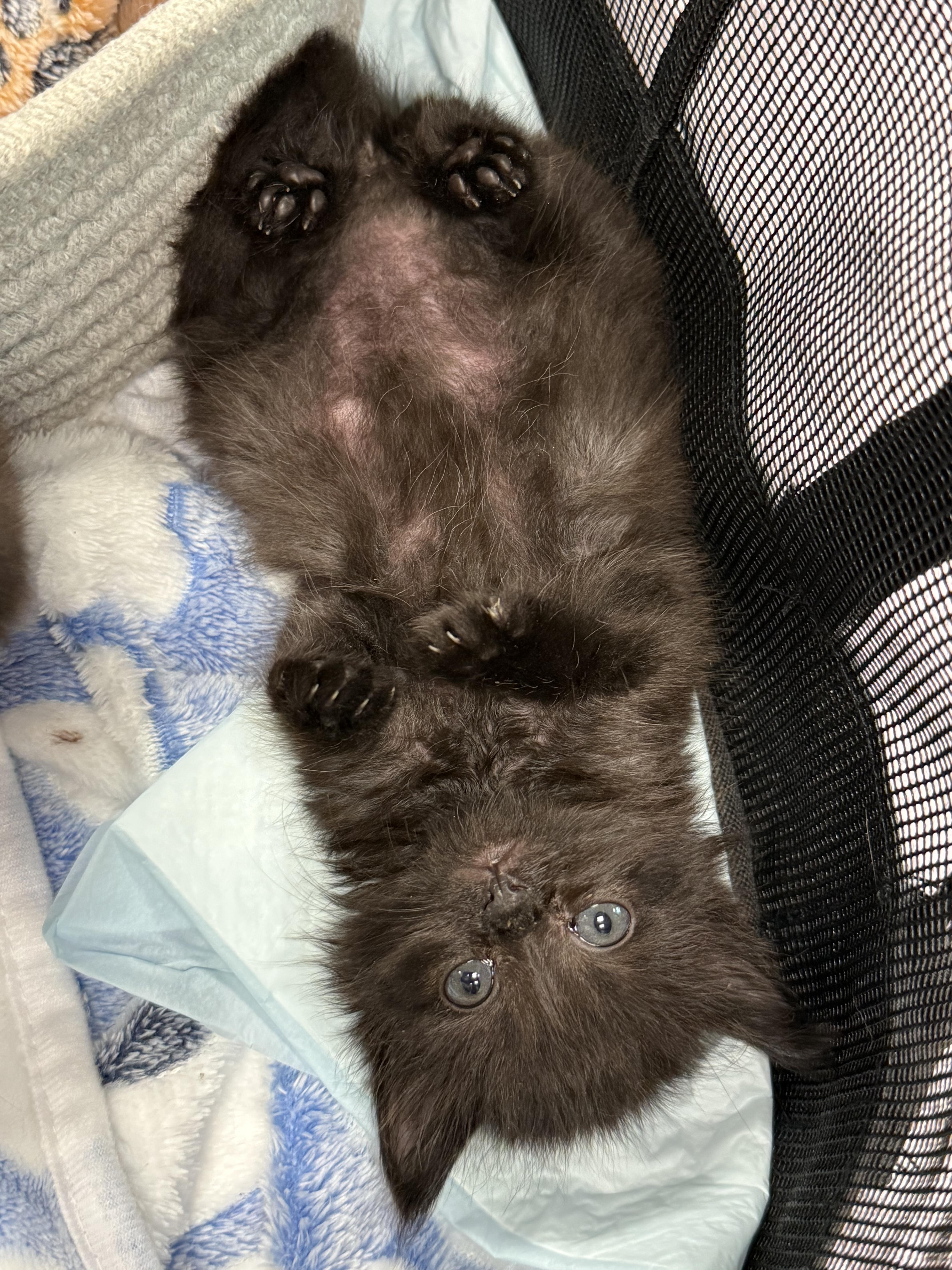 Enlarge Bayou, an adopted Domestic Medium Hair in Ponte vedra, FL image 3/3