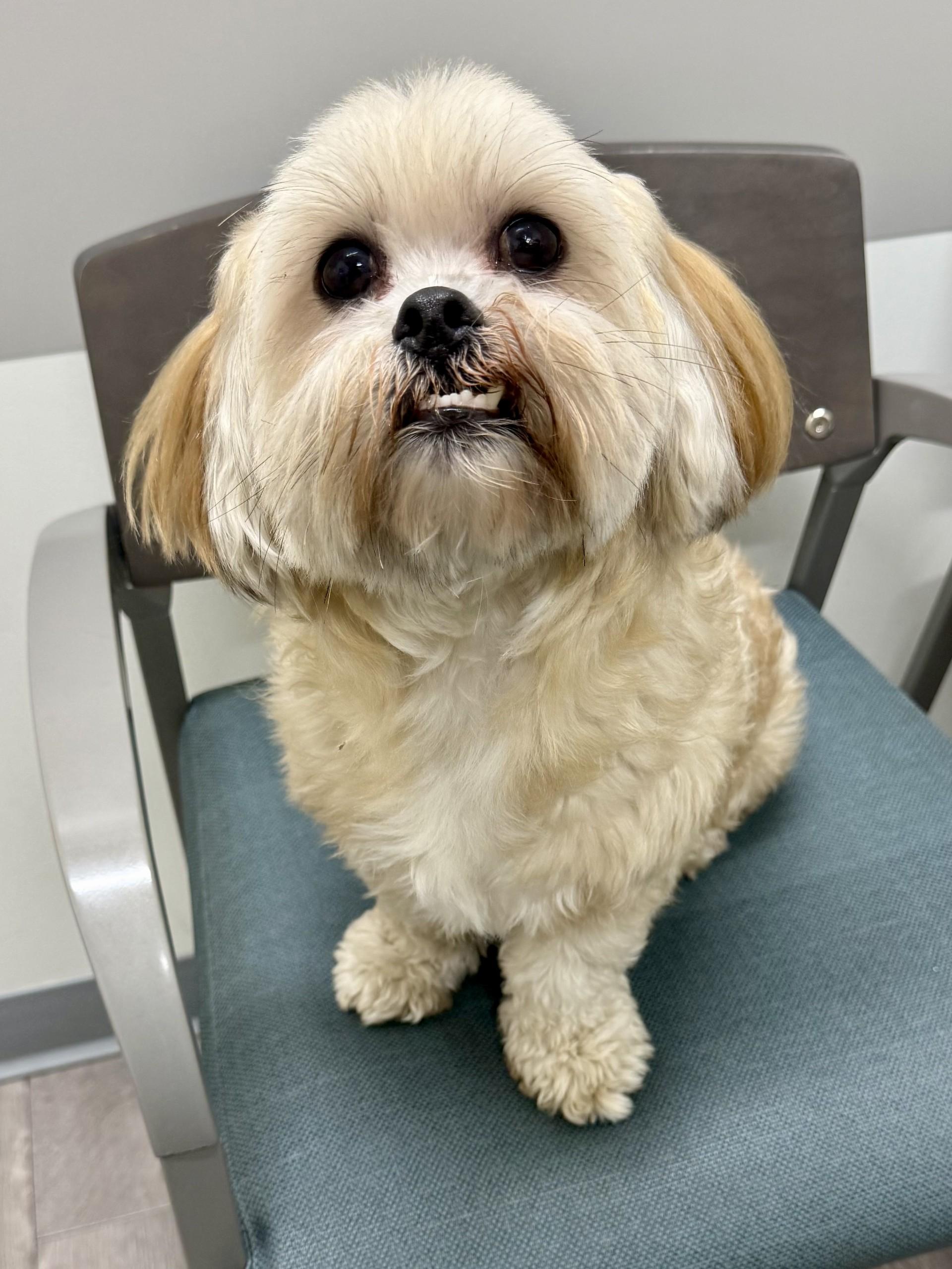 Enlarge Max 8, a Adopted mixed breed in Los Alamitos, CA image 6/6