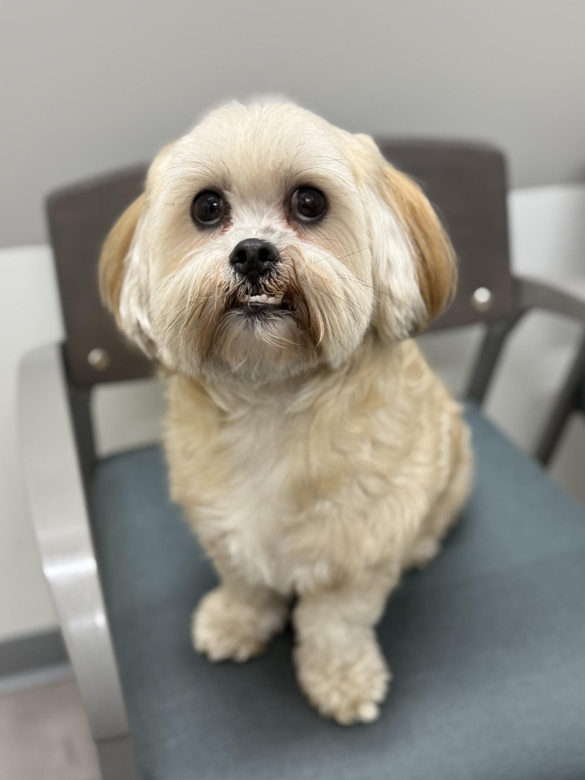 Max 8, Adopted, Adult Male Shih Tzu.