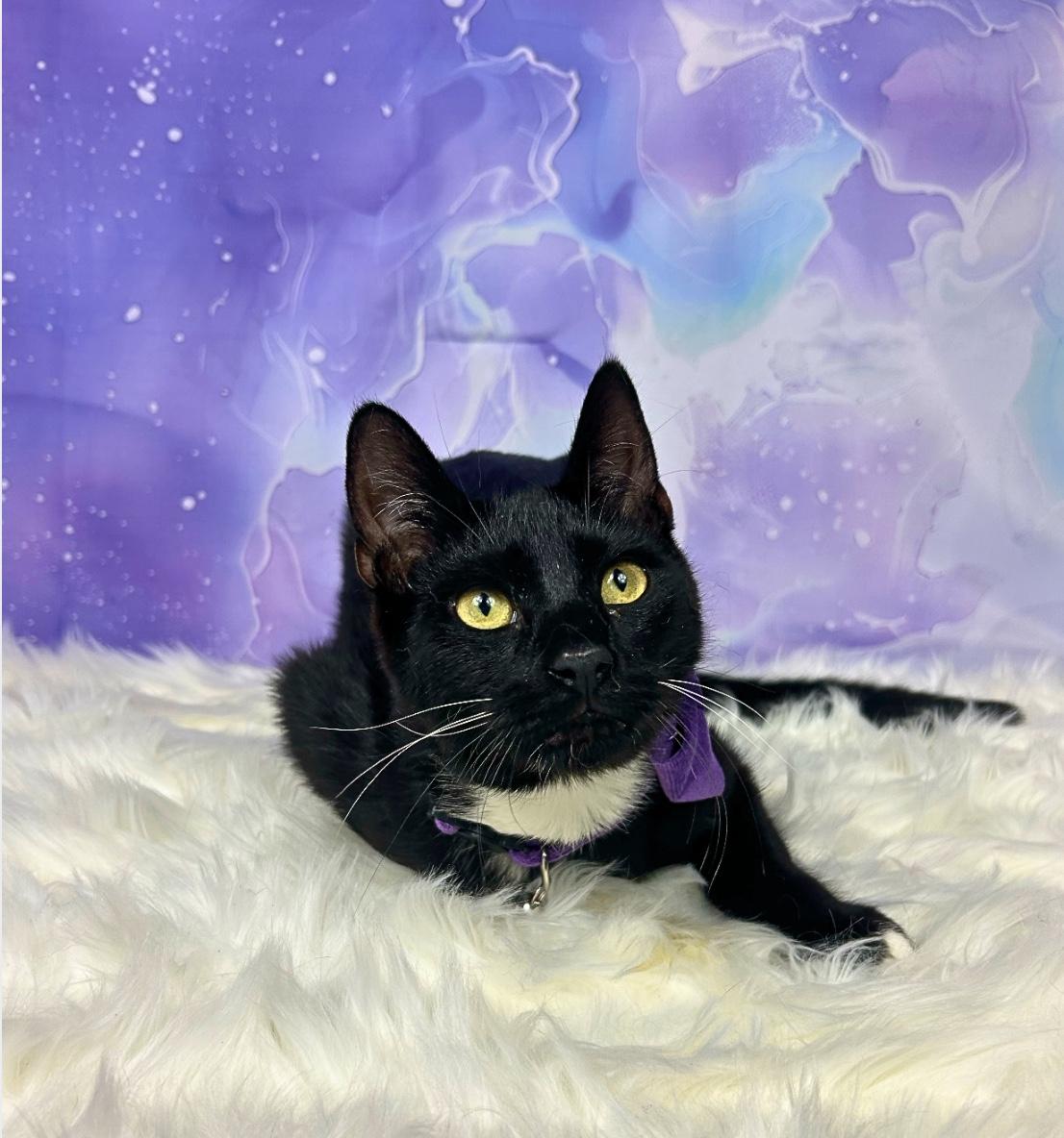 Enlarge Smokey, a ADOPTABLE Domestic Short Hair in Webster, TX image 1/4