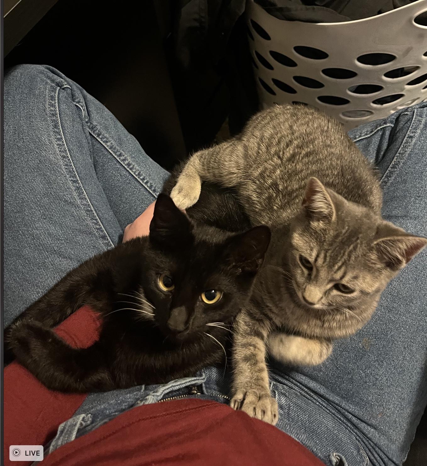 Enlarge Smokey, a ADOPTABLE Domestic Short Hair in Webster, TX image 3/4