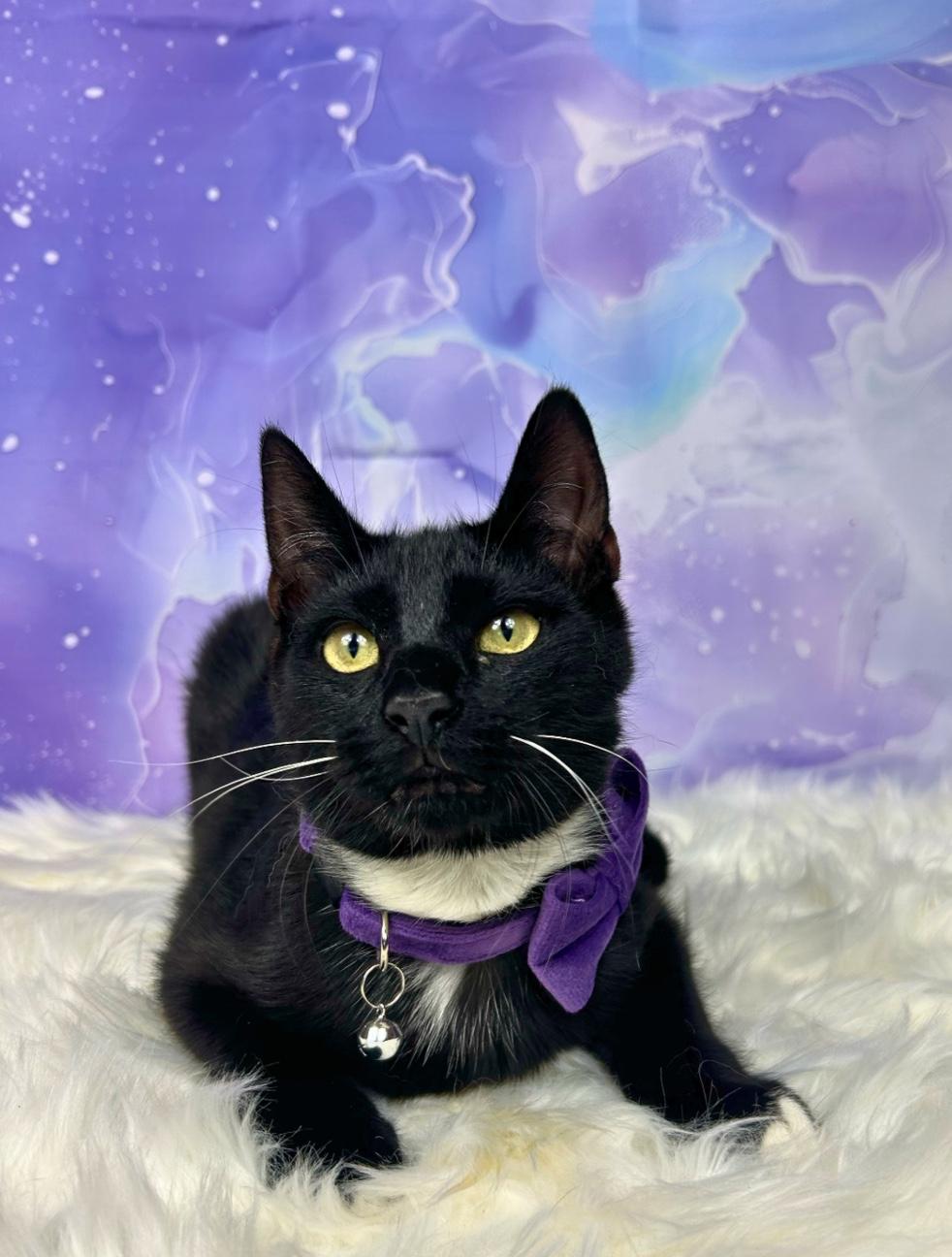 Enlarge Smokey, a ADOPTABLE Domestic Short Hair in Webster, TX image 2/4