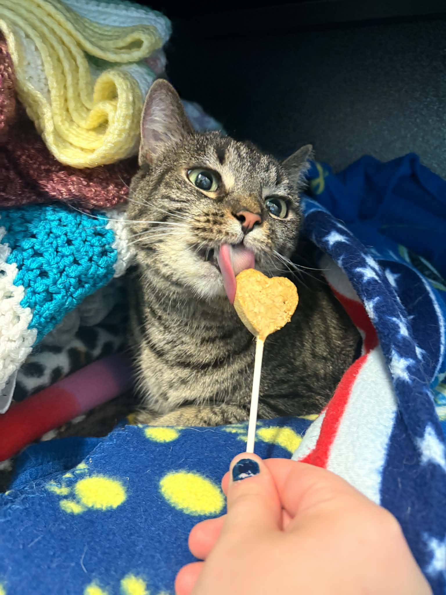 Happy, Adoptable, Adult Female Domestic Short Hair.