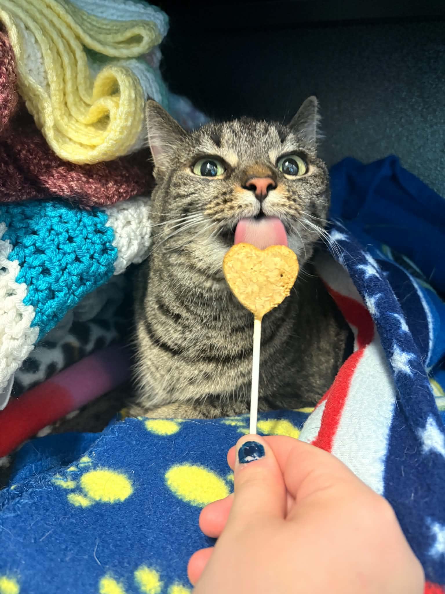 Enlarge Happy, a Adoptable Domestic Short Hair in Lock Haven, PA image 3/3